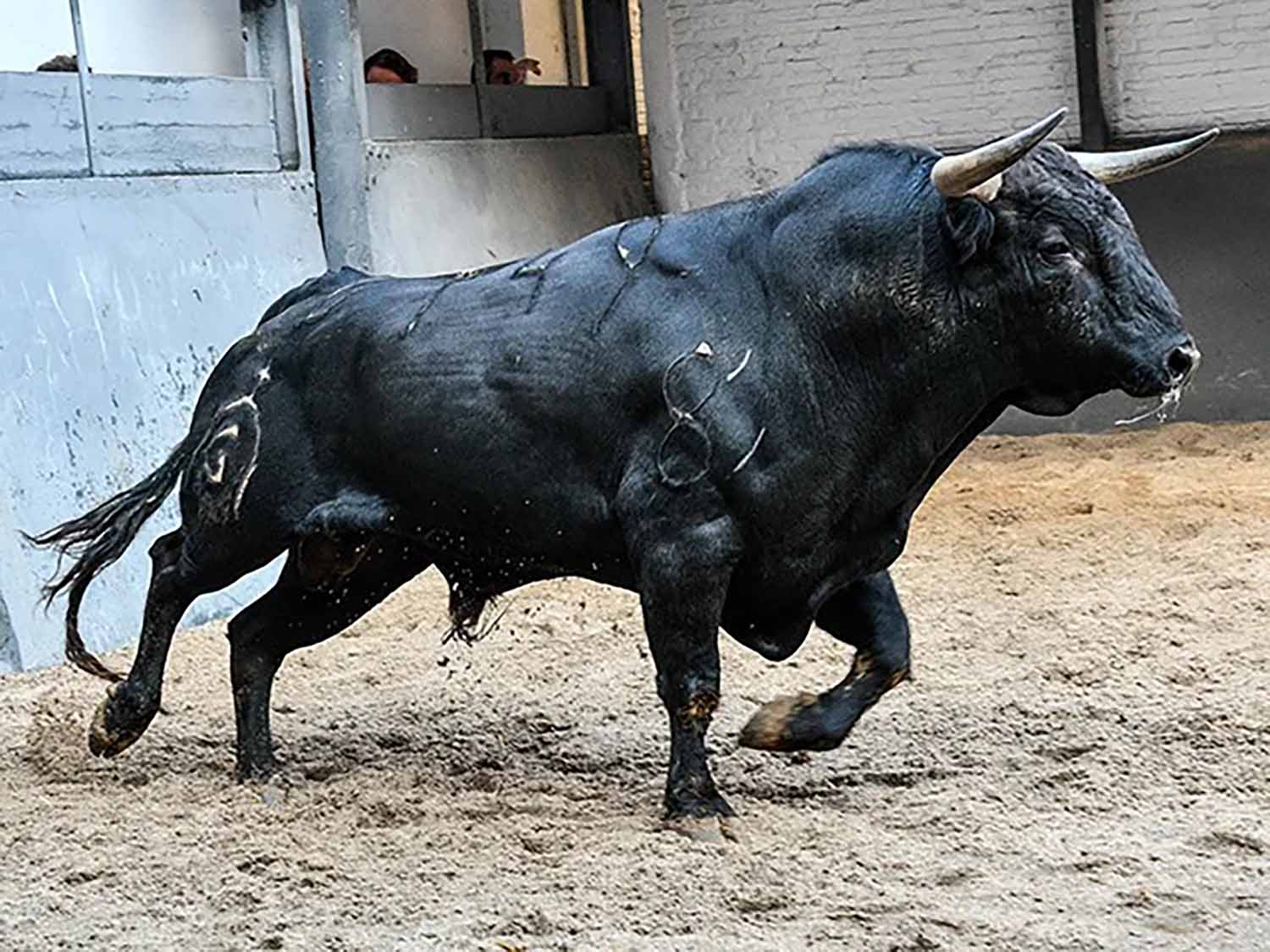 Visita a la Ganadería